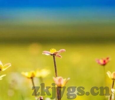 青青草成人免费视频在线-青青草，成人内容平台的隐秘角落